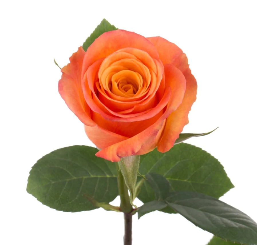 Pink Roses